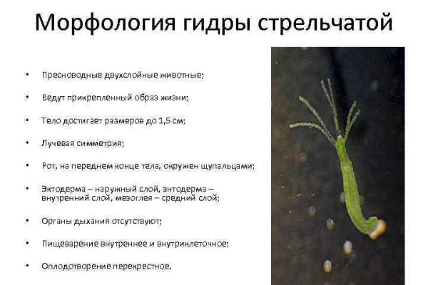 Как закинуть деньги на кракен